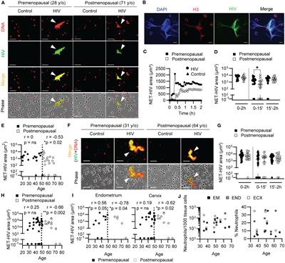 Aging dysregulates neutrophil extracellular trap formation in response to HIV in blood and genital tissues